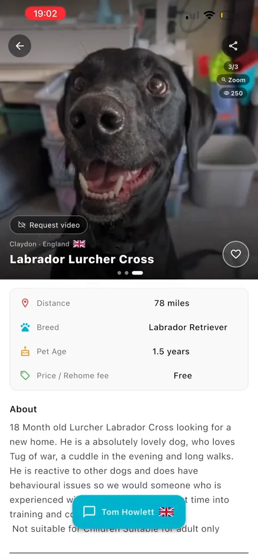 A dog listed for rehoming in Claydon, England