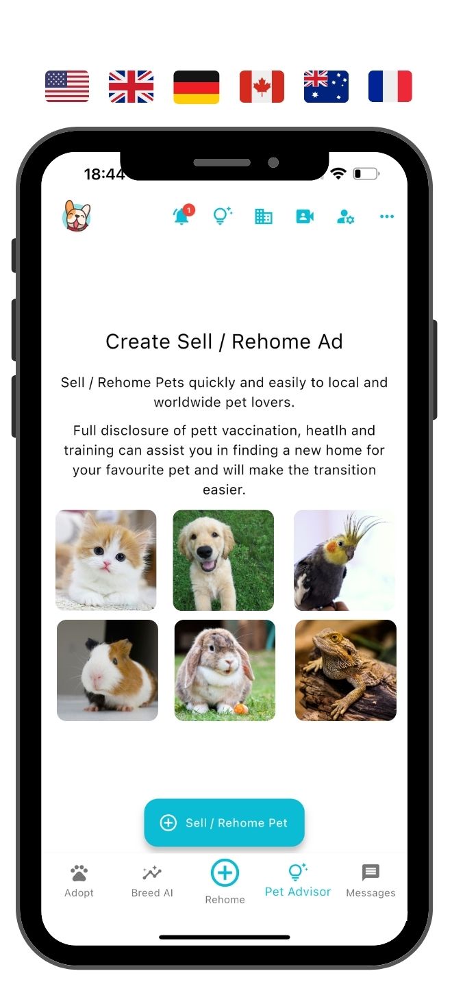 Creating a complete dog profile for rehoming